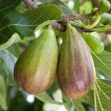 Season of year during which tree produces fruit. Blog Pomona Fruits