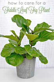 Maybe you would like to learn more about one of these? How To Care For A Fiddle Leaf Fig Plant Mom 4 Real