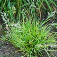 Image result for Poa binata