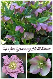 Lenten rose is one of the earliest blooming and lowest maintenance perennial flowers in the shade garden. Growing Hellebores Lenten Rose How To Grow Helleborus