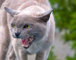 Ruyada Kedi Saldirmasi Gormek Siddetli Darlik Veya Zorluga Dusmeye Delalet Eder Ruyada Kedi Saldirmasi Goren Ki 2020 Warrior Cats Sevimli Kediler Evcil Hayvanlar
