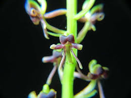 Image result for Liparis nervosa