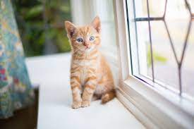What are the ages of kittens? 3 Ways To Determine The Gender Of A Kitten