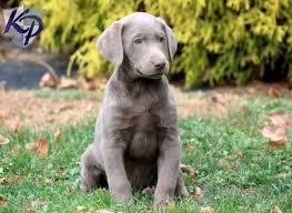 We offer 144 labrador retriever puppies for sale in pennsylvania. Labrador Retriever Breeders In Pa Petfinder