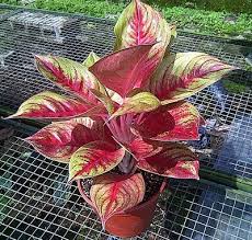 Pin On Plant Shop Arrangements
