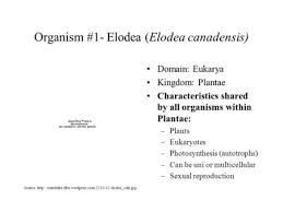 Check spelling or type a new query. Organism 1 Elodea Elodea Canadensis Domain Eukarya Kingdom Plantae Characteristics Shared By All Organisms Within Plantae Plants Eukaryotes Photosynthesis Ppt Download