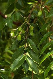 Image result for Kirkia acuminata