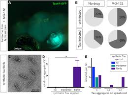 Maybe you would like to learn more about one of these? Seizures Are A Druggable Mechanistic Link Between Tbi And Subsequent Tauopathy Biorxiv