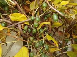 Image result for foto minikiwi