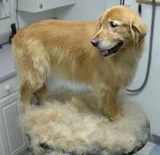 The picture is from just the 9 teeth side on the first pass. Pet Tip Of The Week Why You Shouldn T Shave Your Pet Pet Nanny
