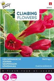 Maybe you would like to learn more about one of these? Climber Asarina Red Dragon Seed Irish Plants Direct