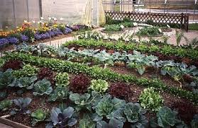 Mischkultur Im Garten Auf Balkon Und Terrasse Hugelbeet Mischkultur Garten