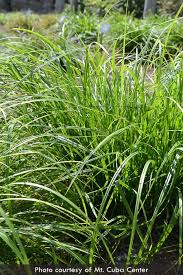 Image result for Carex angolensis