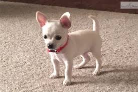 Find chihuahua puppies and breeders in your area and helpful chihuahua information. Gorgeous Teacup With Champion Bloodlines Chihuahua Puppies Chihuahua Puppies For Sale Baby Chihuahua