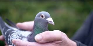 Pertumbuhan piyikan burung dara / merpati dari baru menetas sampai bisa terbang. 5 Hewan Termahal Di Dunia Yang Harganya Tak Masuk Akal Suara Merdeka Solo