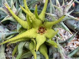 Image result for Orbea caudata