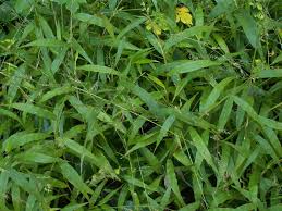 Image result for Oplismenus hirtellus