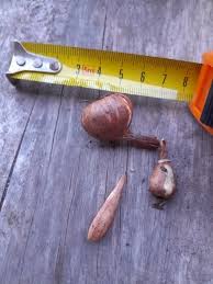 Image result for Nesaea sarcophylla