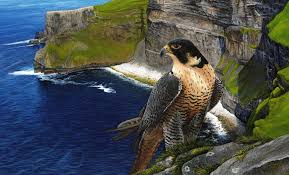 Birds Of Prey Digital Release Date Uk Peregrine Falcon Peregrine Falcon Wild Birds Beautiful Birds