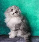 Scottish Fold Cat Breed Profile | Petfinder