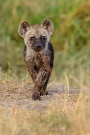 Hyena Pup By David Lloyd 500px Cute Animals Animals Beautiful Animals Wild