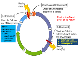 Conceptually cell cycle and mitosis worksheet answer key are a learning medium for instruction students storage on instructions discovered in the classroom. Cell Cycle Control Game Worksheet Answer Key Control Of The Cell Cycle