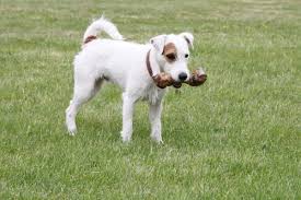 Simak, 15 Makanan Manusia yang Boleh Dikonsumsi Anjing Peliharaan HD phone wallpaper