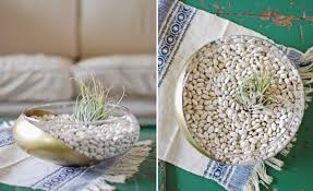 We are your one stop shop for house plants, succulents, air plants, diy terrariums and more. Create An Unforgettable Air Plant Terrarium