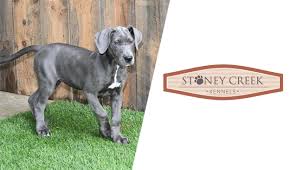 This breeder breeds siberian huskies and pomskies. Stoney Creek Kennels Breeders Indiana Usa Great Dane Supply