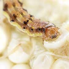 It is very easy for your flock to catch worms and even the more diligent this will allow enough time for your chickens to flush any residual worming chemicals out of their to keep chickens happy, healthy and laying bounties of delicious eggs, they need to be fed a. Corn Earworm Control Planet Natural