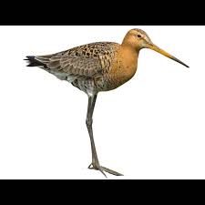 Image result for Limosella capensis