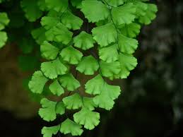 Image result for Adiantum soboliferum