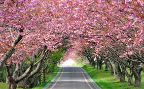 Beautiful pink japanese sakura tree hd desktop wallpaper 1920 1200. Cherry Blossom Tree Wallpapers Top Free Cherry Blossom Tree Backgrounds Wallpaperaccess