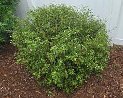 Image result for Lantana