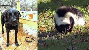 Well That Stinks What To Do When Your Dog Gets Sprayed By A Skunk Dog Tails Dog Spray Dogs Your Dog