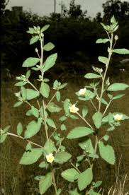 Image result for Sida rhombifolia