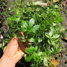 Image result for Monadenium herbaceum