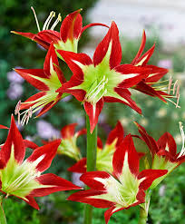 Pin On Flower Power