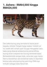 Air liur mengandung enzim yang membantu tubuh dalam mencerna makanan. Kelantan 10 Baka Kucing Yg Termahal Di Dunia Facebook