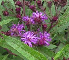 Image result for Vernonia praecox