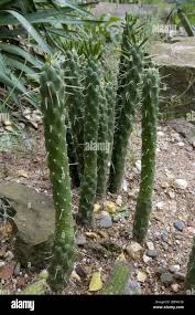 Image result for Austrocylindropuntia