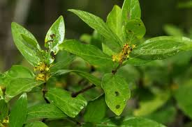 Image result for Bullockia setiflora