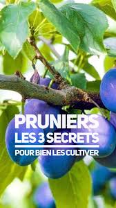Epingle Sur Fruits