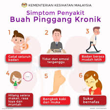 Tanpa buah pinggang, manusia akan mati. Simptom Penyakit Buah Pinggang Kronik Mybuahpinggang Com