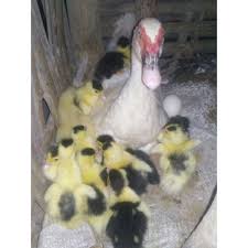 8 years ago 03:11 2.63m plays. Entok Rambon Harga Terbaik Agustus 2021 Shopee Indonesia