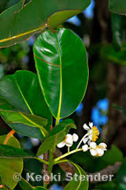 Image result for Clusiaceae