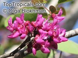 Leaves emerge reddish, turning green as they expand. Cercis Griffithii Afghan Redbud Griffith S Redbud Toptropicals Com