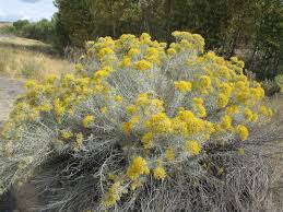 Image result for Eriosema nutans