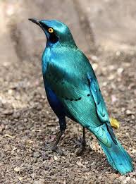 Birds That Start With A C Pin On Pretty Birds