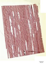 Image result for Dalbergia fischeri